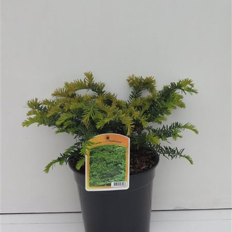Hybrididegran – Taxus media 'Nidiformis' - C3 20-25 CM